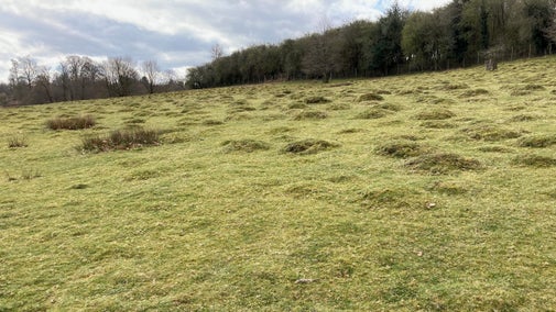 Rounded, grass-covered anthills cover a gentle grassy slope, edged with trees, in Knole's parkland, Kent